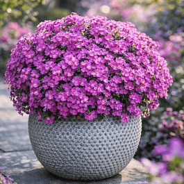 Аубриета Florado Neon Pink