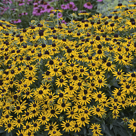 Рудбекия Little Goldstar