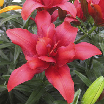 Лилия азиатская махровая Болд Игл НАБОР 2ШТ (2+2)