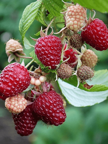 Малина Полана