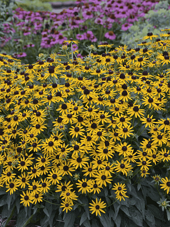 Рудбекия Little Goldstar