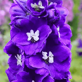 Дельфиниум  культурный Pacific Giant King Arthur
