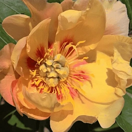 Пион ИТО Sonoma Monday