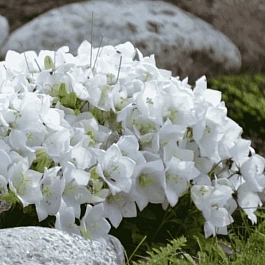 Колокольчик  карпатский Carillon white