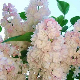 Сирень обыкновенная Красавица Москвы