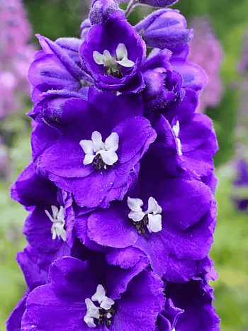 Дельфиниум  культурный Pacific Giant King Arthur