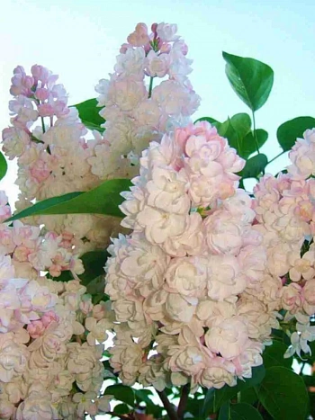 Сирень обыкновенная Красавица Москвы