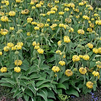 Зопник русский Creme Yellow