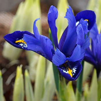 Ирис сетчатый Гармония