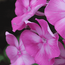 Флокс метельчатый Любовь Полищук