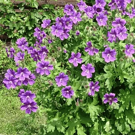 Герань великолепная