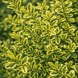 Жимолость блестящая Lemon Beauty