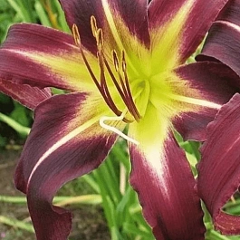 Лилейник Mike Reed