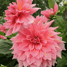 Георгина Otto's Thrill