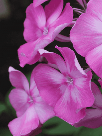 Флокс метельчатый Любовь Полищук