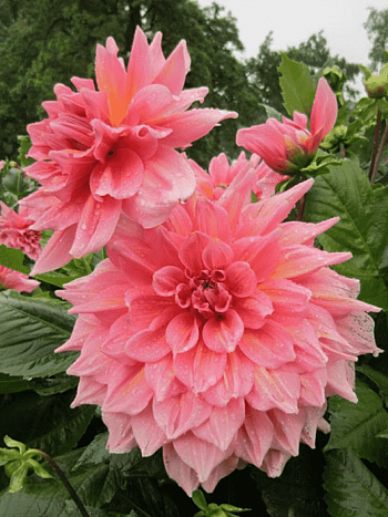 Георгина Otto's Thrill