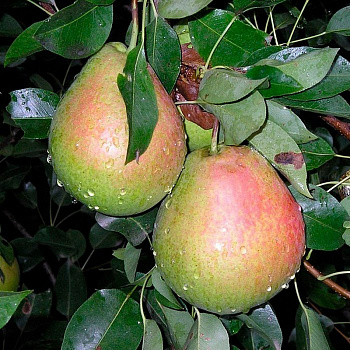 Груша плодовая Ириста