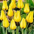 Тюльпан ботанический Golden Tango