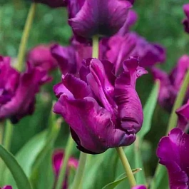 Тюльпан Victoria's Secret