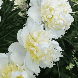 Пион травянистый Bridal Shower