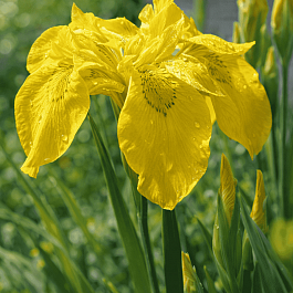 Ирис болотный Flore Plena