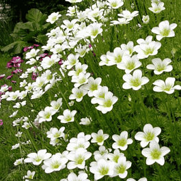 Камнеломка Арендса White Star