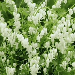 Дицентра великолепная Alba