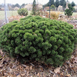 Сосна горная Мопс