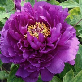 Пион древовидный Дак Блэк Пепл Пион древовидный Дак Блэк Пепл