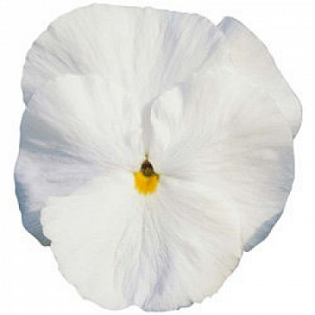 Виола крупноцветковая Инспайер Делюкс Вайт