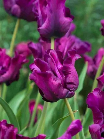 Тюльпан Victoria's Secret