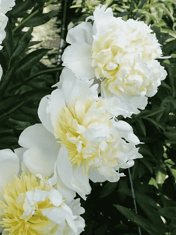 Пион травянистый Bridal Shower