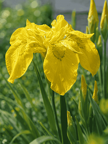 Ирис болотный Flore Plena