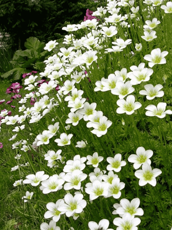 Камнеломка Арендса White Star