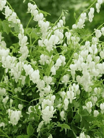 Дицентра великолепная Alba