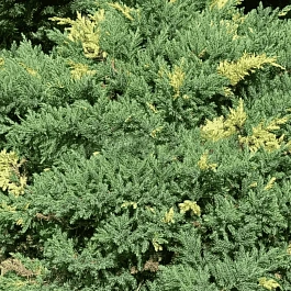 Можжевельник китайский Expansa Aureovariegata