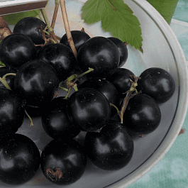 Смородина черная Деликатесная