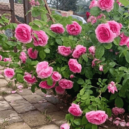 Роза Английская кустовая  Gertrude Jekyll