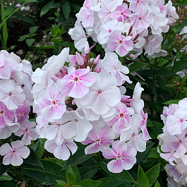 Флокс метельчатый Зимнее утро