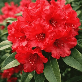 Рододендрон гибридный Tarragona