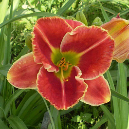 Лилейник гибридный Файр энд Фог НАБОР 2ШТ (1+1)