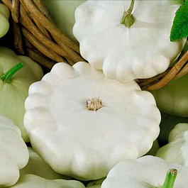 Патиссон  НЛО белый Патиссон  НЛО белый