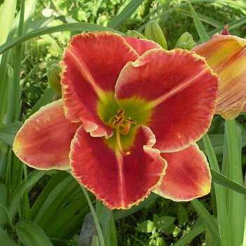 Лилейник гибридный Файр энд Фог НАБОР 2ШТ (1+1)