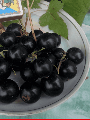 Смородина черная Деликатесная