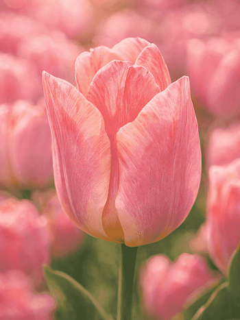 Тюльпан Passio Sweet