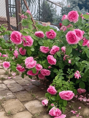 Роза Английская кустовая  Gertrude Jekyll