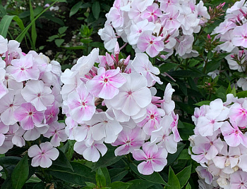 Флокс метельчатый Зимнее утро