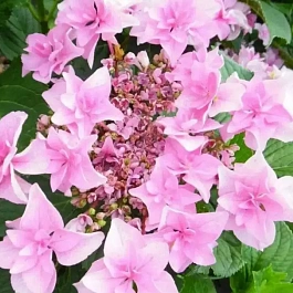 Гортензия крупнолистная Doppio Rosa