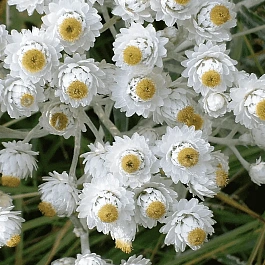 Анафалис жемчужный Neuschnee