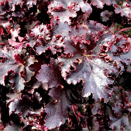 Гейхера Midnight Ruffles